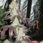 Black Kush Feminized Marijuana Strain by The Cali Connection For Sale Online at Cannabis Seeds Outlet