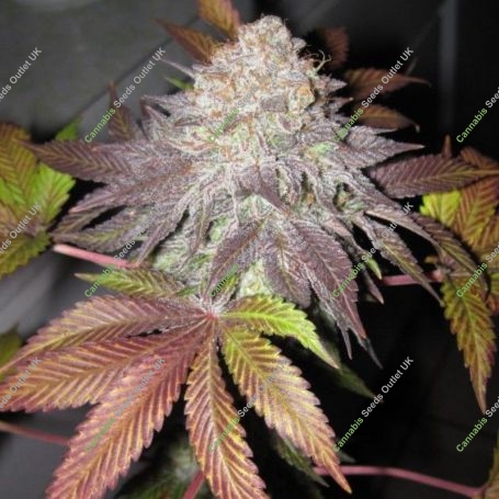 Fruit Cup Gold Line Feminized Marijuana Strain by The Cali Connection For Sale Online at Cannabis Seeds Outlet
