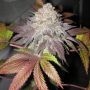 Fruit Cup Gold Line Feminized Marijuana Strain by The Cali Connection For Sale Online at Cannabis Seeds Outlet