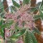 Cherries Jubilee Gold Line Feminized Marijuana Strain by The Cali Connection For Sale Online at Cannabis Seeds Outlet