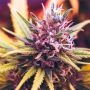 The Cali Connection Cherries Jubilee Gold Line Smoke Buds Weed Ganja Skunk Dope Pot Images Pics Nuggets