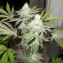 78 Gold Line Feminized Marijuana Strain by The Cali Connection For Sale Online at Cannabis Seeds Outlet