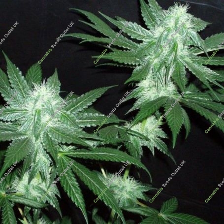 Italian Ice Gold Line Feminized Marijuana Strain by The Cali Connection For Sale Online at Cannabis Seeds Outlet