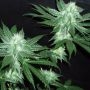Italian Ice Gold Line Feminized Marijuana Strain by The Cali Connection For Sale Online at Cannabis Seeds Outlet