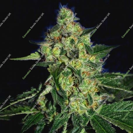 Sugar Mill Gold Line Feminized Marijuana Strain by The Cali Connection For Sale Online at Cannabis Seeds Outlet