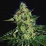 Sugar Mill Gold Line Feminized Marijuana Strain by The Cali Connection For Sale Online at Cannabis Seeds Outlet