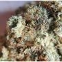 The Cali Connection Sugar Mill Gold Line Smoke Buds Weed Ganja Skunk Dope Pot Images Pics Nuggets