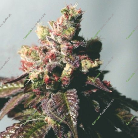 Passion Berry Gold Line Feminized Marijuana Strain by The Cali Connection For Sale Online at Cannabis Seeds Outlet