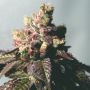Passion Berry Gold Line Feminized Marijuana Strain by The Cali Connection For Sale Online at Cannabis Seeds Outlet