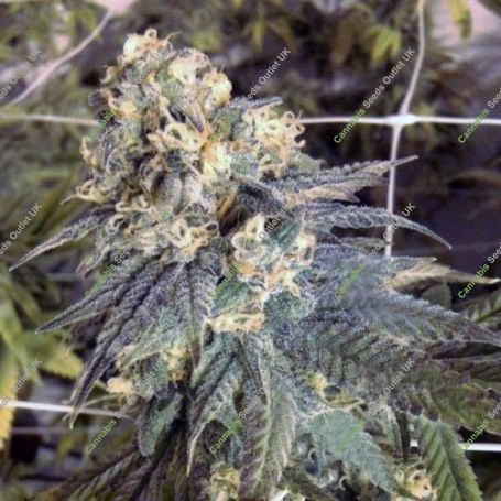 Mint Milano Gold Line Feminized Marijuana Strain by The Cali Connection For Sale Online at Cannabis Seeds Outlet
