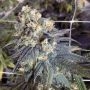 Mint Milano Gold Line Feminized Marijuana Strain by The Cali Connection For Sale Online at Cannabis Seeds Outlet