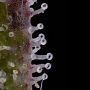 Mint Milano Gold Line Feminized by The Cali Connection THC Content Potency Strength CBD Height Yield Flowering Time Indica Sativ