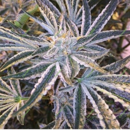Fruit Tree Gold Line Feminized Marijuana Strain by The Cali Connection For Sale Online at Cannabis Seeds Outlet