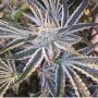 Fruit Tree Gold Line Feminized Marijuana Strain by The Cali Connection For Sale Online at Cannabis Seeds Outlet
