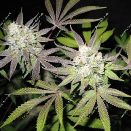 Tiramisu Gold Line Feminized Marijuana Strain by The Cali Connection For Sale Online at Cannabis Seeds Outlet