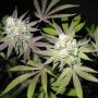 Tiramisu Gold Line Feminized Marijuana Strain by The Cali Connection For Sale Online at Cannabis Seeds Outlet