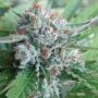 Bellini Gold Line Feminized Marijuana Strain by The Cali Connection For Sale Online at Cannabis Seeds Outlet