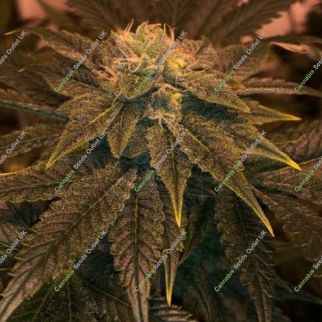 Wizzards Wand Regular Marijuana Strain by The Captains Connection For Sale Online at Cannabis Seeds Outlet