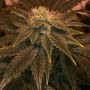 Wizzards Wand Regular Marijuana Strain by The Captains Connection For Sale Online at Cannabis Seeds Outlet