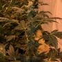 The Captains Connection Wizzards Wand Smoke Buds Weed Ganja Skunk Dope Pot Images Pics Nuggets