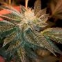 Wizzards Wand Regular by The Captains Connection THC Content Potency Strength CBD Height Yield Flowering Time Indica Sativa Gene