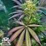 The Saw Regular Marijuana Strain by The Captains Connection For Sale Online at Cannabis Seeds Outlet