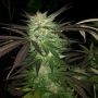 The Captains Connection The Saw Smoke Buds Weed Ganja Skunk Dope Pot Images Pics Nuggets