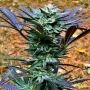 The Saw Regular by The Captains Connection THC Content Potency Strength CBD Height Yield Flowering Time Indica Sativa Genetics