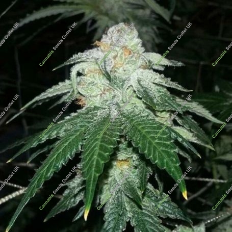 Gizzard Punch Regular Marijuana Strain by The Captains Connection For Sale Online at Cannabis Seeds Outlet