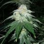 Gizzard Punch Regular Marijuana Strain by The Captains Connection For Sale Online at Cannabis Seeds Outlet