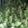 The Captains Connection Gizzard Punch Smoke Buds Weed Ganja Skunk Dope Pot Images Pics Nuggets