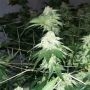 Gizzard Punch Regular by The Captains Connection THC Content Potency Strength CBD Height Yield Flowering Time Indica Sativa Gene