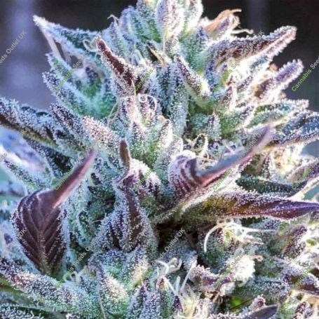Gwiz Regular Marijuana Strain by The Captains Connection For Sale Online at Cannabis Seeds Outlet