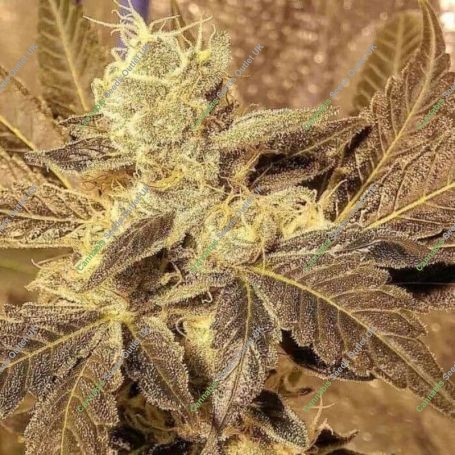 G.I. Joe Regular Marijuana Strain by The Captains Connection For Sale Online at Cannabis Seeds Outlet