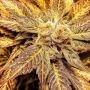 The Captains Connection G.I. Joe Smoke Buds Weed Ganja Skunk Dope Pot Images Pics Nuggets