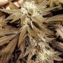 G.I. Joe Regular by The Captains Connection THC Content Potency Strength CBD Height Yield Flowering Time Indica Sativa Genetics