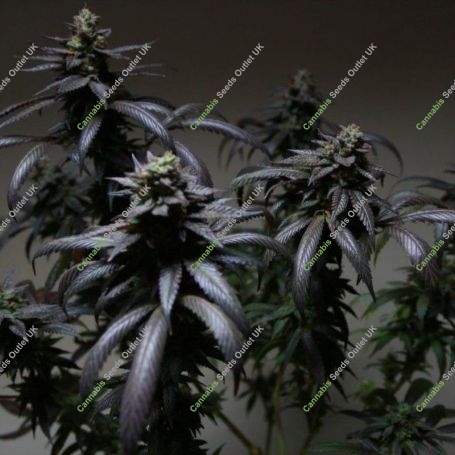 Blue Sherbert S1 Feminized Marijuana Strain by The Plug Seedbank For Sale Online at Cannabis Seeds Outlet