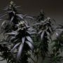 Blue Sherbert S1 Feminized Marijuana Strain by The Plug Seedbank For Sale Online at Cannabis Seeds Outlet
