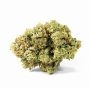 The Plug Seedbank Blue Sherbert S1 Smoke Buds Weed Ganja Skunk Dope Pot Images Pics Nuggets