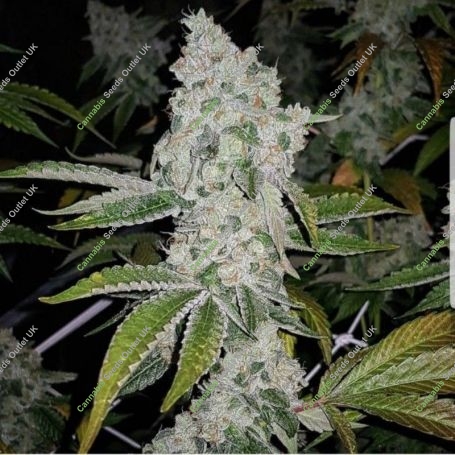 El Chapo Feminized Marijuana Strain by The Plug Seedbank For Sale Online at Cannabis Seeds Outlet