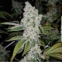 El Chapo Feminized Marijuana Strain by The Plug Seedbank For Sale Online at Cannabis Seeds Outlet