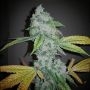 El Chapo Feminized by The Plug Seedbank THC Content Potency Strength CBD Height Yield Flowering Time Indica Sativa Genetics