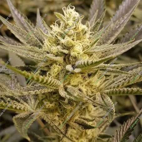 Sorbet Feminized Marijuana Strain by The Plug Seedbank For Sale Online at Cannabis Seeds Outlet