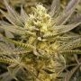 Sorbet Feminized Marijuana Strain by The Plug Seedbank For Sale Online at Cannabis Seeds Outlet