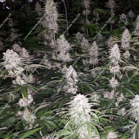 Spumoni Feminized Marijuana Strain by The Plug Seedbank For Sale Online at Cannabis Seeds Outlet