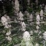 Spumoni Feminized Marijuana Strain by The Plug Seedbank For Sale Online at Cannabis Seeds Outlet