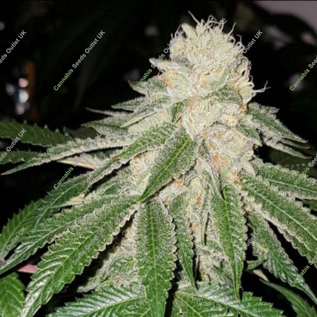 Sunlato (Currylato) Feminized Marijuana Strain by The Plug Seedbank For Sale Online at Cannabis Seeds Outlet