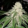 Sunlato (Currylato) Feminized Marijuana Strain by The Plug Seedbank For Sale Online at Cannabis Seeds Outlet