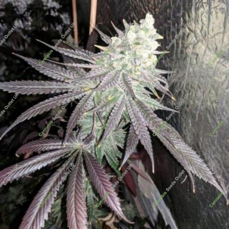 Baklava Feminized Marijuana Strain by The Plug Seedbank For Sale Online at Cannabis Seeds Outlet