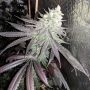 Baklava Feminized Marijuana Strain by The Plug Seedbank For Sale Online at Cannabis Seeds Outlet